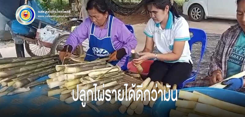 เศรษฐกิจพอเพียงยังขลังตลอดกาลกำนันเปลี่ยนไร่มันเป็นไผ่เลี้ยงรายได้ดี