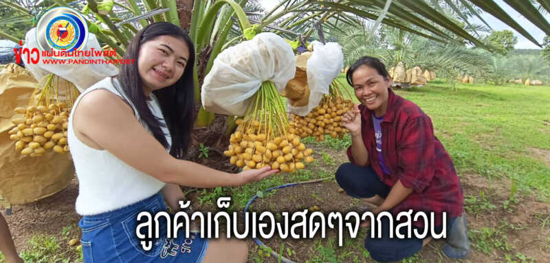 ครูสู้ชีวิตปรับพื้นที่ไร่มันปลูกอินทผาลัมขายสร้างรายได้งาม