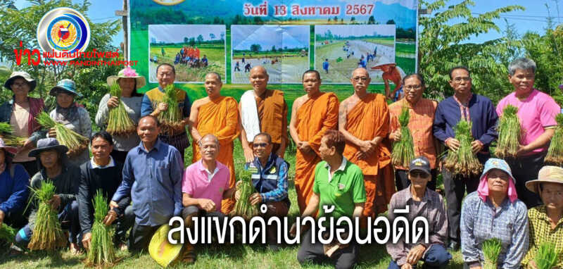ขุนหาญเปิดงานประเพณีลงแขกดำนารักษาวัฒนธรรมประเพณีวิถีพื้นบ้านไทยอีสาน