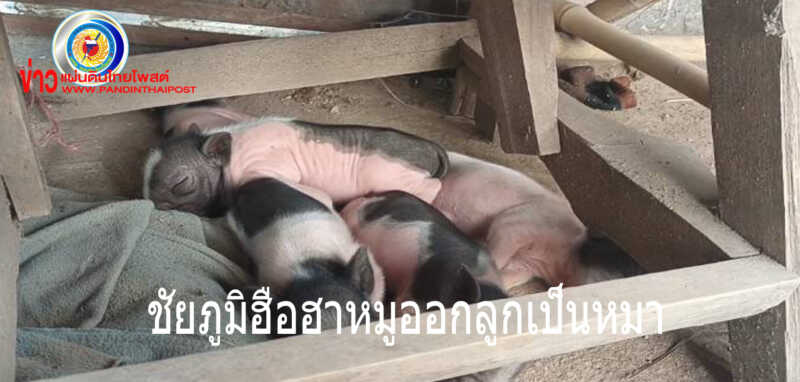 หมูออกลูกเป็นหมาพร้อมส่องเลขเด็ดป้า64ปีเผยเกิดมาพึ่งเคยเจอ