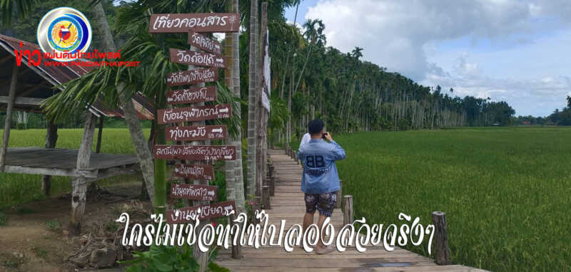  ชัยภูมิ นทท.แห่พาครอบครัวชมทิวหมากท่ามกลางธรรมชาติที่สวยงาม บ้านผาเบียดช่วงวันหยุดคึกคัก