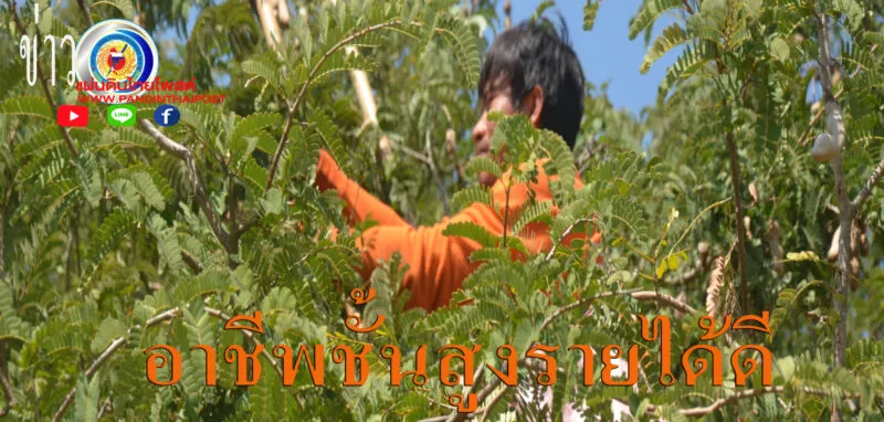 อาชีพชั้นสูงไม่ตกต่ำหลังฤดูทำนาขึ้นเก็บมะขามขายสร้างรายได้เฉลี่ย 800-1,000 บาทต่อวัน