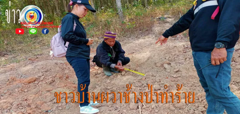 ช้างป่าจากเทือกเขาพังเหยบุกทำลายพืชสวนการเกษตรของชาวเสีย
