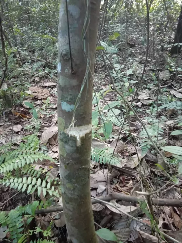 ทหารพรานอ.สุไหงปาดีชุดจรยุทธ์ปะทะโจรใต้