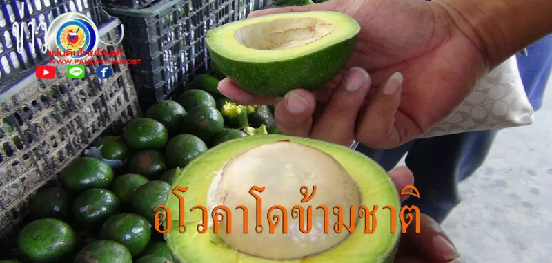 มุกดาหาร ชุดปราบปรามศุลกากร ยึดอโวคาโด 6500 กก พร้อมรถยนต์ 2 คัน