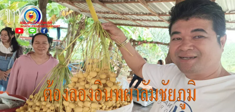เปิดให้ชิมฟรีสวนอินทผาลัมเกอร์กับอ้อนใกล้เมืองชัยภูมิ