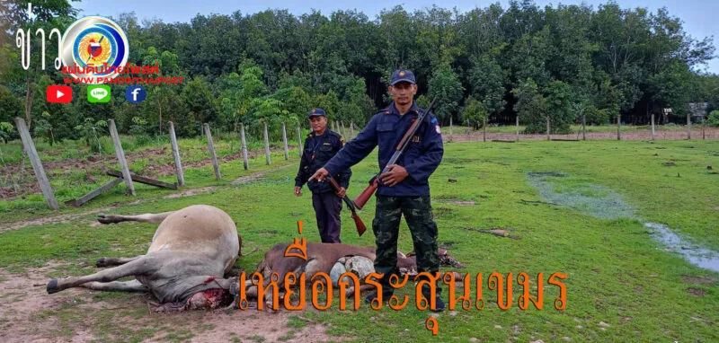 เขมรสาดกระสุนทั้งเล็กทั้งใหญ่ทั้งคืนทำวัวตาย 2 ตัว