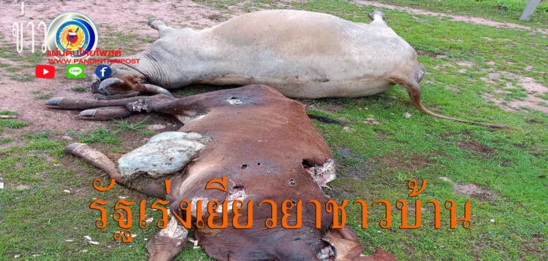 ปศุสัตว์จังหวัดศรีสะเกษ เร่งเยียวยาเกษตรกรผู้เลี้ยง โค-กระบือ ถูกกระสุนปืนเขมรยิงตาย