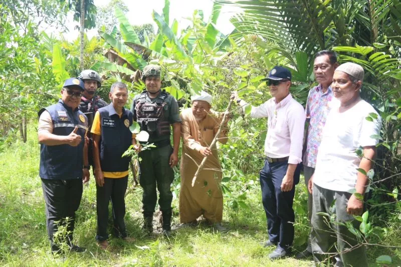 ผู้นำชุมชน ต.กะลุวอ นราธิวาส ผนึกกำลังโค่นต้นกระท่อมในพื้นที่