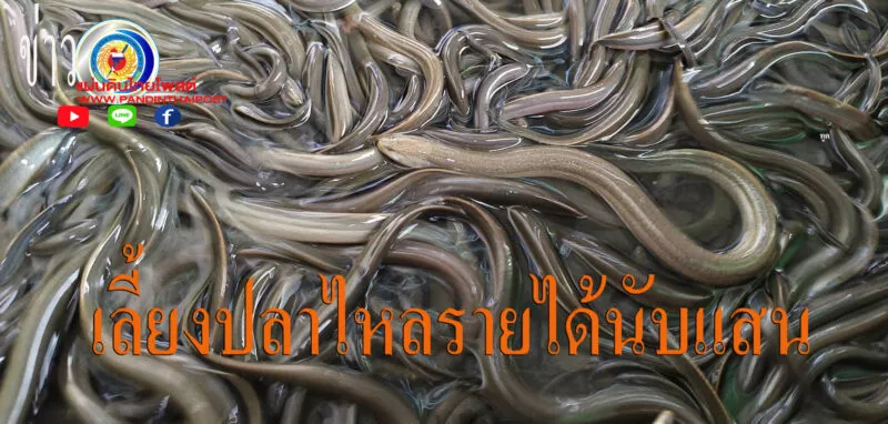 เลี้ยงปลาไหลเงินแสน แทนการเลี้ยงโคเนื้อ สร้างรายได้งาม ปิ๊งไอเดีย ปลาไหลเดลิเวอรี่ ส่งฟรีรัศมี 10 กิโลเมตร