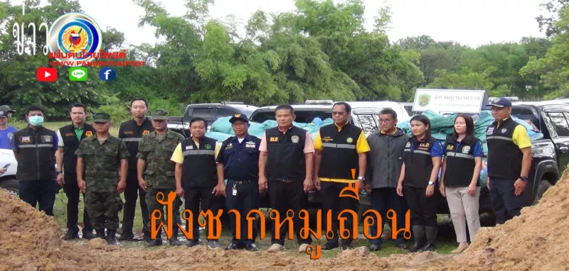 มุกดาหาร ด่านกักกันสัตว์ บูรณาการฝังกลบซากหมูเพื่อป้องกันการแพร่ระบาดของโรค