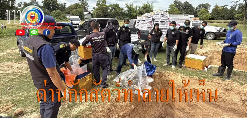 ด่านกักกันสัตว์มุกดาหารทำลายของกลางลูกไก่ไข่และกุ้งมังกรคดีสิ้นสุด