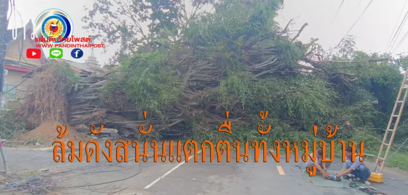 ชาวบ้านระทึก!นึกว่ารถชนเสาร์ไฟฟ้า ที่แท้ต้นไทรอายุเกือบ 100 ปีล้มขวางถนน