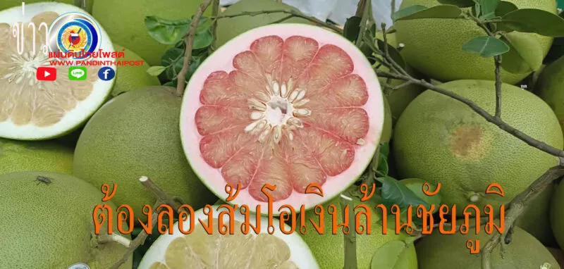 ส้มโอบ้านแท่นโกอินเตอร์สองตายายสู้ชีวิตพลิกผืนนาปลูกสวนส้มโอขายทำเงินปีล่ะกว่าครึ่งล้าน
