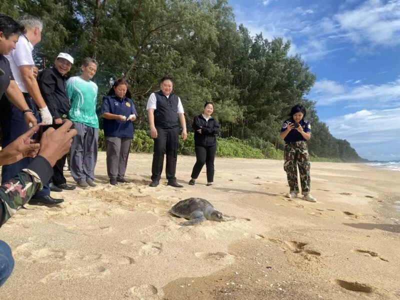 ปล่อยเต่าหญ้าคืนสู่หาดท้ายเหมือง จ.พังงา เติมชีวิตให้ธรรมชาติ เป็นเต่าหญ้าเพศเมีย ช่วยมาจากทะเลบริเวณเขาหน้ายักษ์