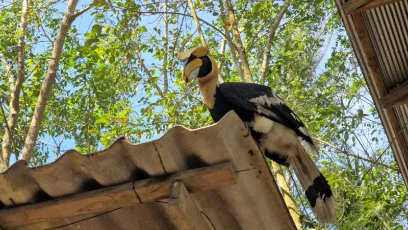 นกเงือกแสนรู้ 1 เดียวในโลก โชว์ลีลาเดาะตะกร้อสุดคล่องแคล่วกับทหาร