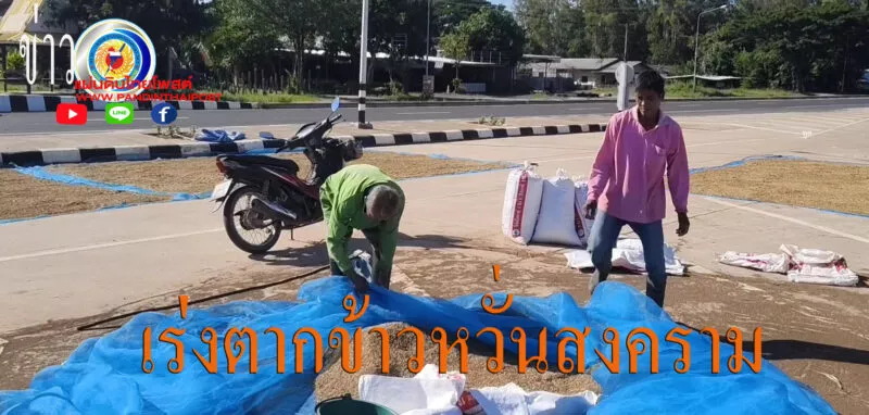 ชาวบ้านภูมิซรอล เร่งตากข้าวกลางถนน หวั่นสถานการณ์ชายแดน พร้อมเตรียมเสบียงหากต้องอพยพฉุกเฉิน