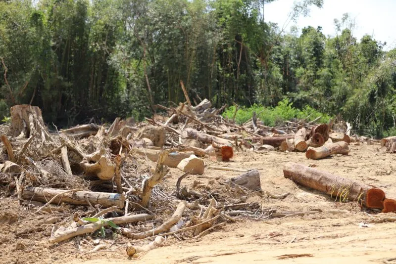กมธ.สิ่งแวดล้อม วุฒิสภา ลงพื้นที่ตรวจสอบป่าปากเตรียม พบหลักฐาน การตัดไม้ทำลายป่า สั่งการตรวจสอบ ดำเนินคดี