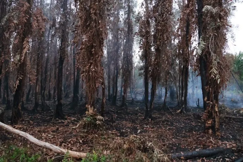ผู้ว่าฯ นราธิวาส รุดติดตามสถานการณ์ไฟป่า 2 อำเภอ สั่งคุมเข้มจุดคุโชนบ้านกาโมแร ต.กะลุวอ