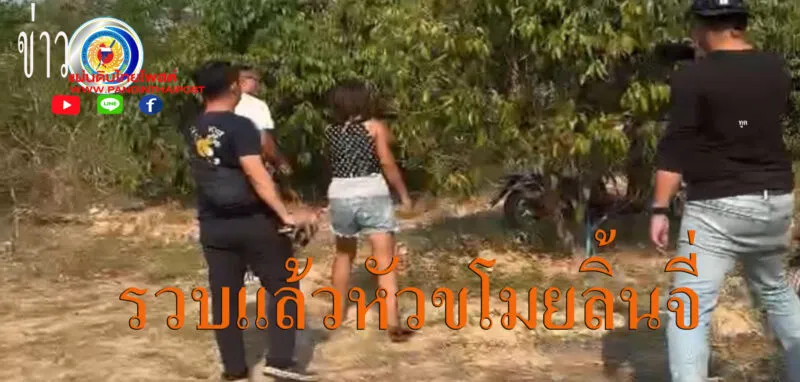 รวบตัวหญิงอายุ 36 ปี ที่เข้าไปขโมยลิ้นจี่จากสวนของแม่หม้ายวัย 58 ปี