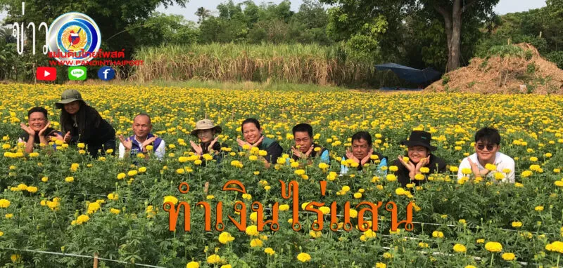 สุดปังชาวบ้านจับมือพลิกพื้นที่นาหันปลูกดอกดาวเรืองขายทำเงินไร่แสนบาท