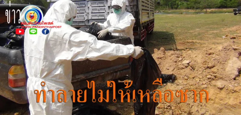 ด่านกักกันสัตว์มุกดาหาร บูรณาการร่วมหน่วยงานความมั่นคงในพื้นที่ ทำลายลูกไก่ไข่