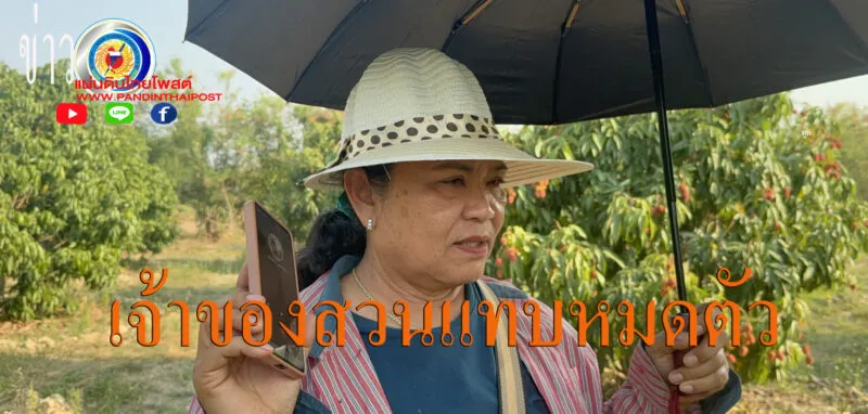 ซ้ำเติมแม่หม้ายกลางวิกฤตเศรษฐกิจ เมื่อคนร้ายฉวยโอกาสเจ้าของสวนไม่อยู่ บุกเก็บลิ้นจี่ที่กำลังให้ผลผลิตเกือบหมดสวน ทิ้งไว้เพียงร่องรอย