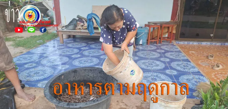 ชาวบ้านใช้เวลาว่างออกจับอึ่งขายรายได้งาม