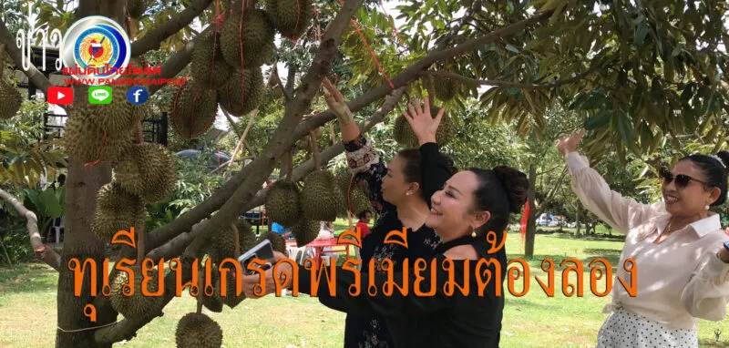 ปักหมุดแลนด์มาร์กอร่อย เปิด “ถนนสายทุเรียน 4 ตำบลภูแลนคา” ชูทุเรียนเกรดพรีเมียม กระตุ้นเศรษฐกิจ