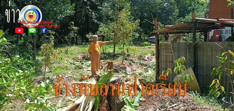 ปราจีนบุรี ยาย75ร้องบอกฝูงช้างป่าทับลานหยุดกินกล้วยในสวน