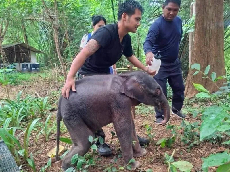 อุทยานแห่งชาติไทรโยค รุดช่วยลูกช้างป่าพลัดหลงฝูงกลางป่าแม่น้ำน้อย เคลื่อนย้ายด่วนส่งสัตวแพทย์ดูแลใกล้ชิด