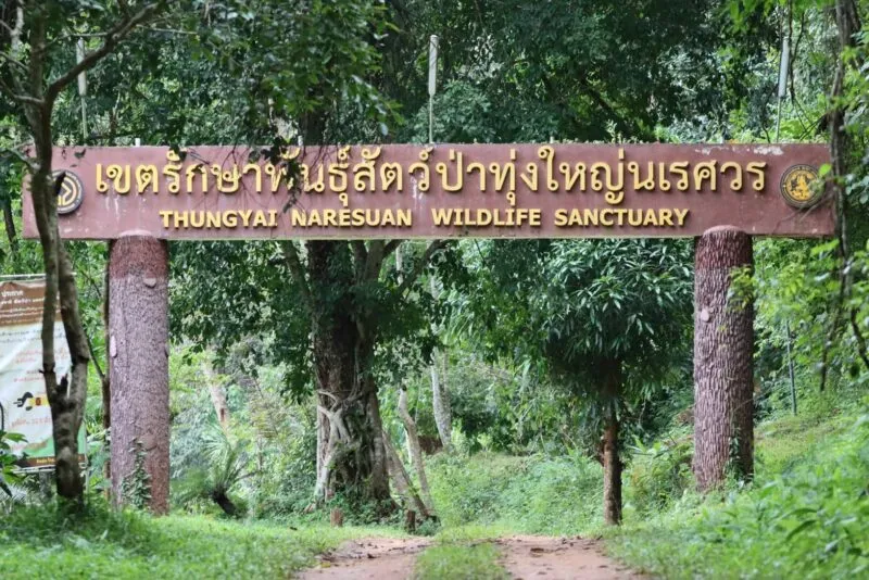 ขสป.ทุ่งใหญ่นเรศวรด้านตะวันตก ยืนยันไม่พบ “จีนเทาตั้งโรงงานไม้กลางป่าทุ่งใหญ่”