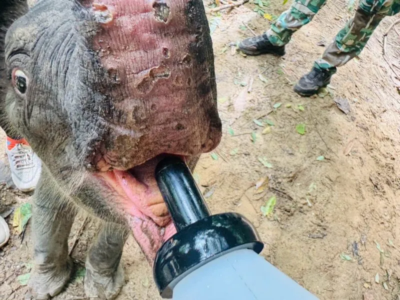 รัฐมนตรีสุชาติ ขอบคุณ จนท. กรมอุทยานฯฝ่ากระแสน้ำเชี่ยวช่วยชีวิต “ลูกช้างป่าไทรโยคพลัดหลง”